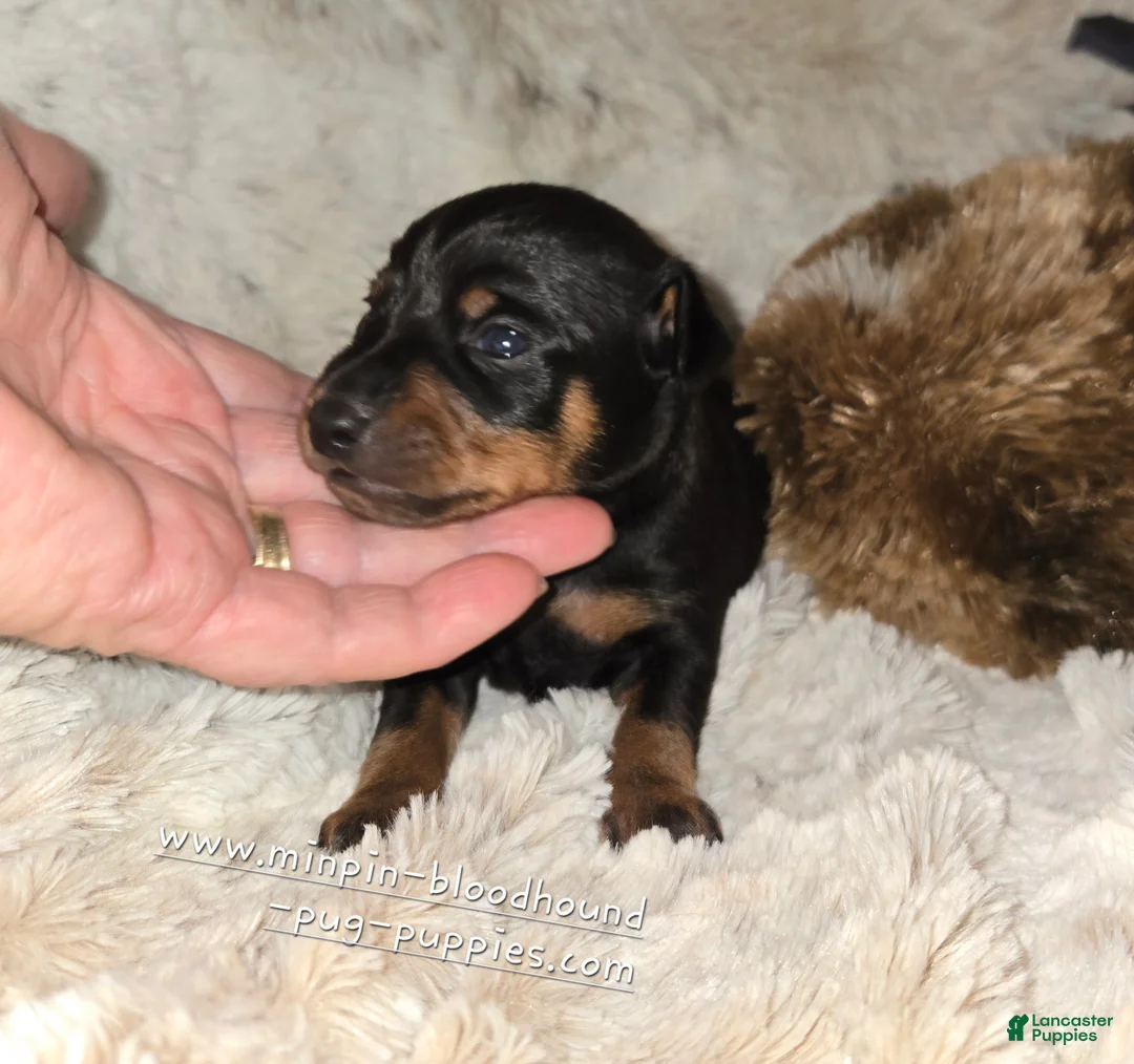 Miniature Pinscher dogs for sale: AKC Cosmo  - Ad 2