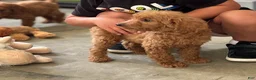 Standard Poodle dogs for sale: Coco - Ad 5