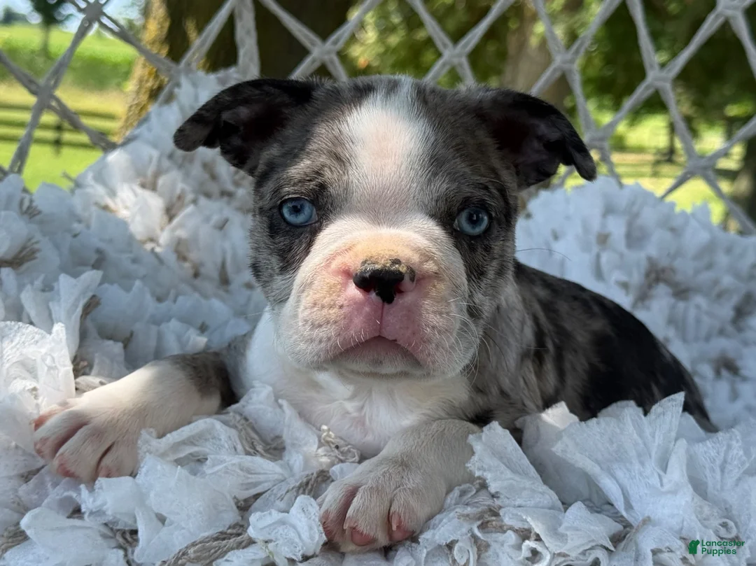 Boston Terrier dogs for sale: Mister - Ad 18