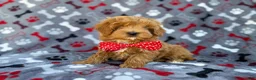 Cavapoo dogs for sale: Alex - Ad 4