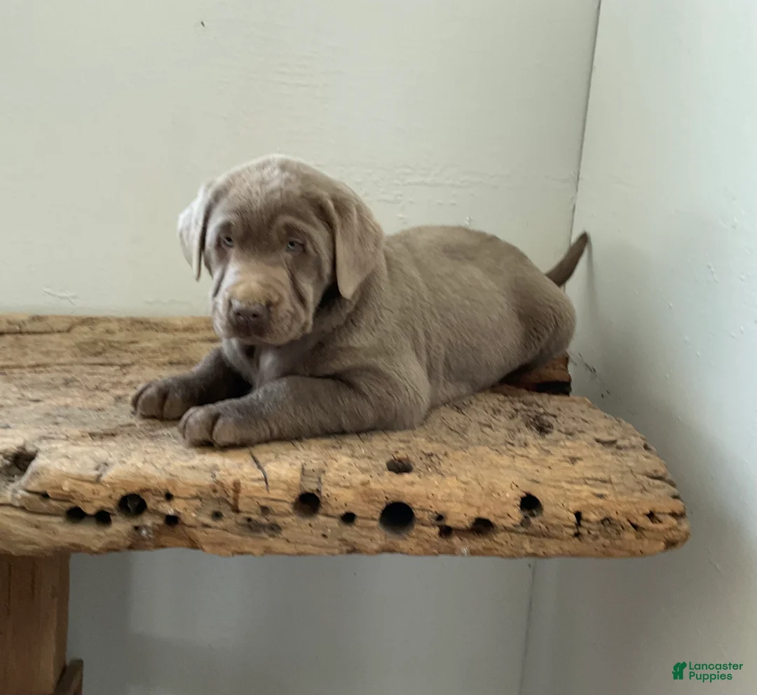 Labrador Retriever dogs for sale: Moonlight  - Ad 4