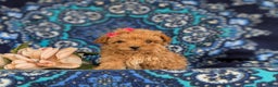 Bichpoo dogs for sale: Venus 8 lbs Full Grown - Ad 6
