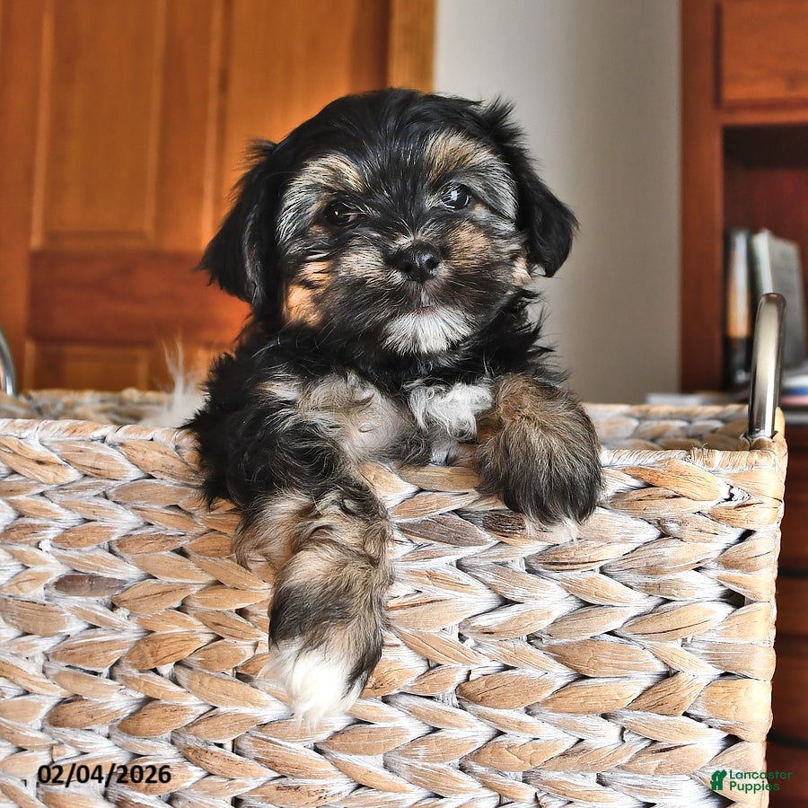 Morkie dogs Blossom - Ad 3