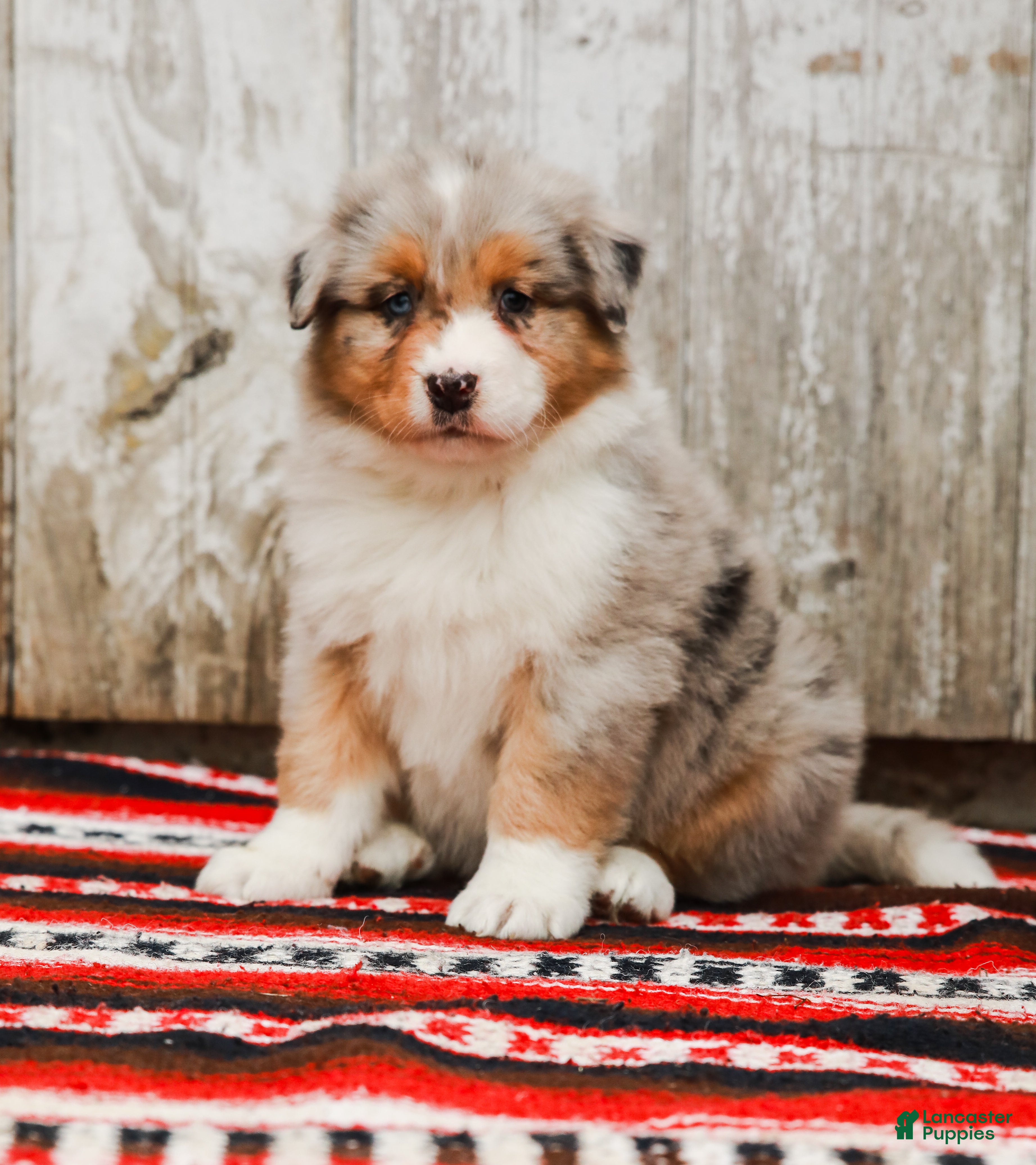 Australian Shepherd dogs Bingo - Ad 2