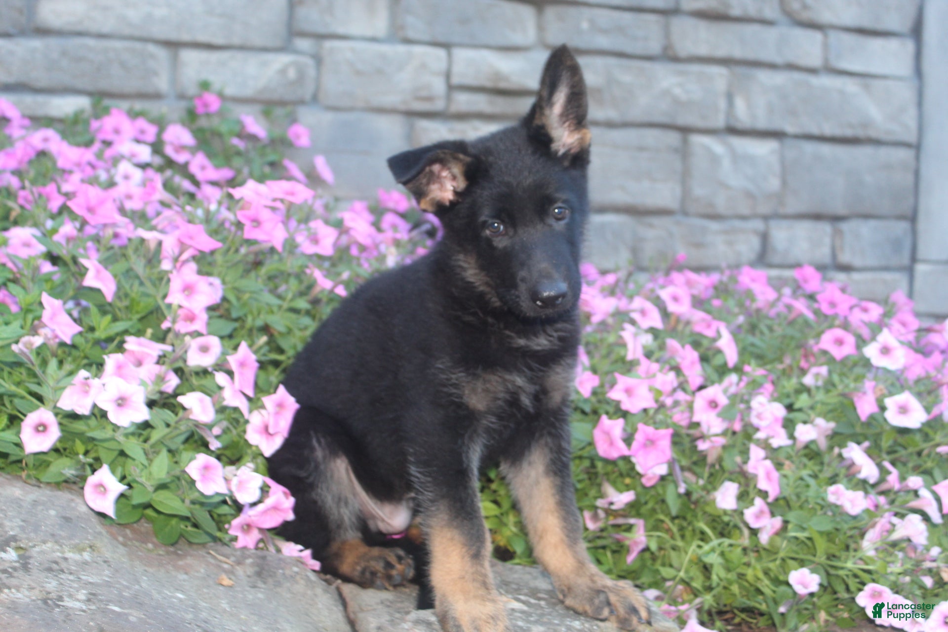 German Shepherd dogs Buddy  - Ad 1