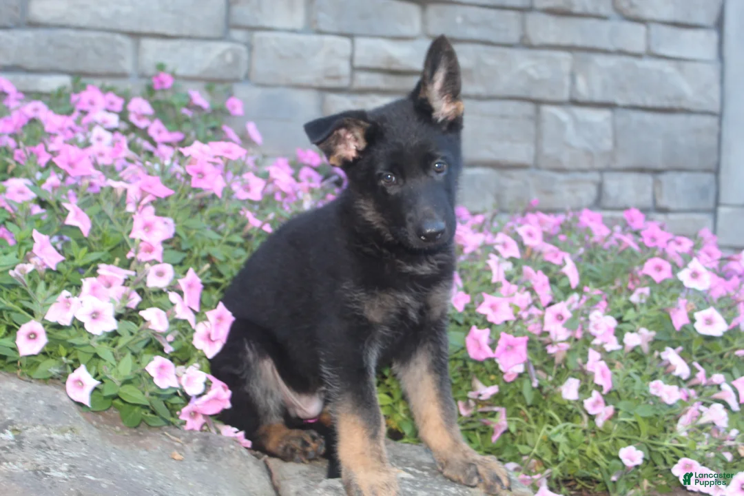 German Shepherd dogs for sale: Buddy  - Ad 1