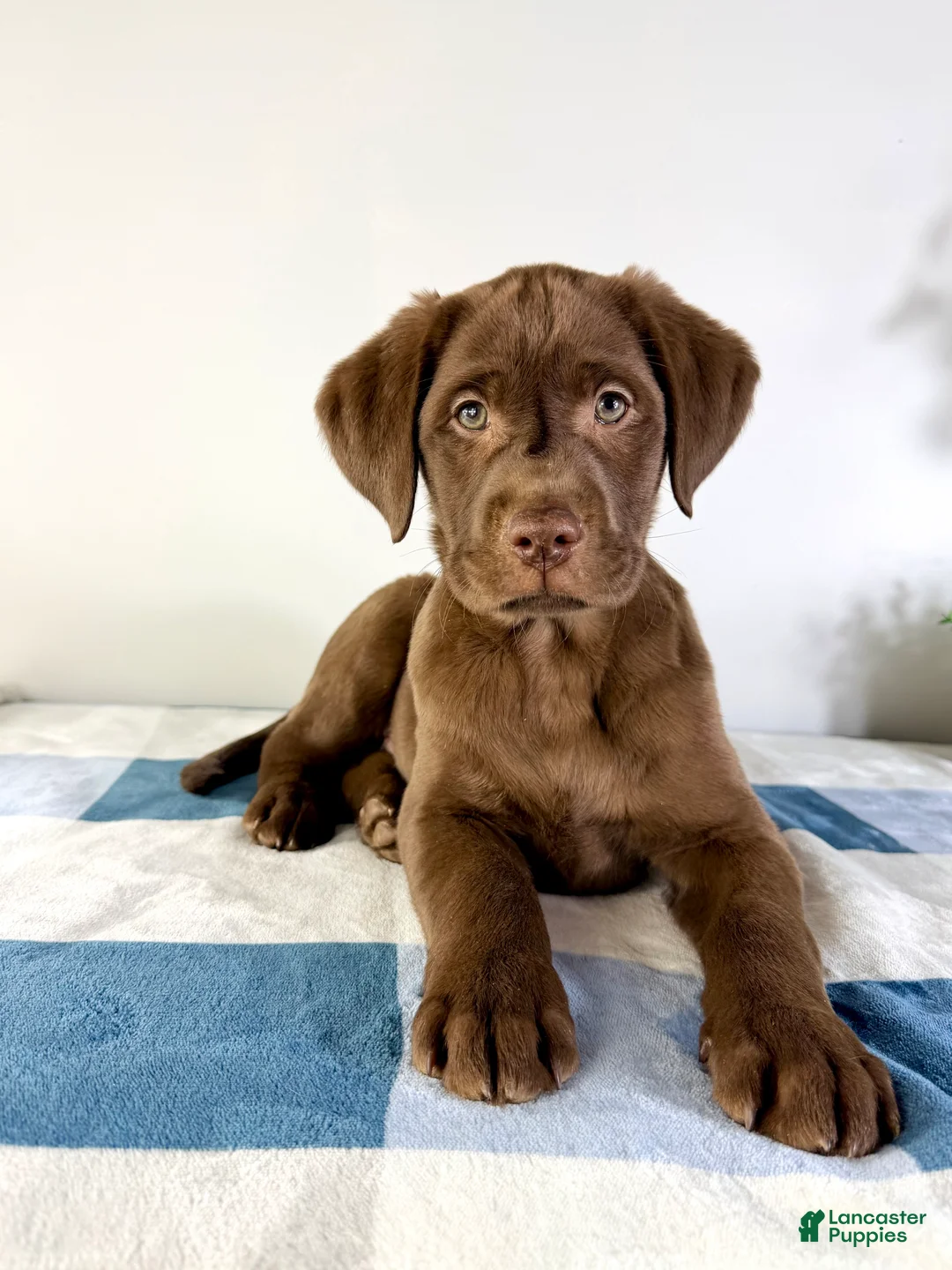 Labrador Retriever dogs for sale: AKC Lenny - Ad 1