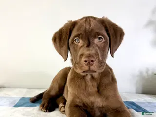 Labrador Retriever dogs AKC Lenny - Ad 42