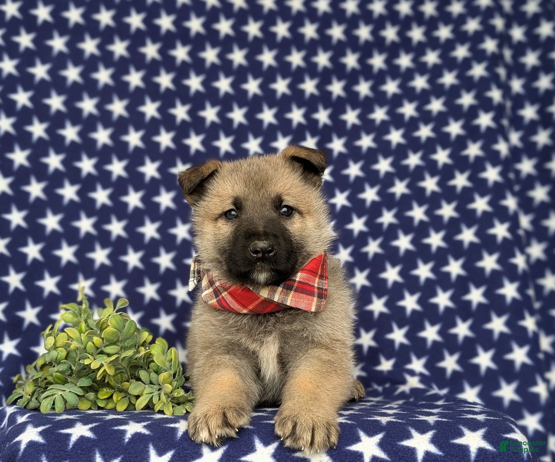 Mixed Breed dogs for sale: Clifford - Ad 4