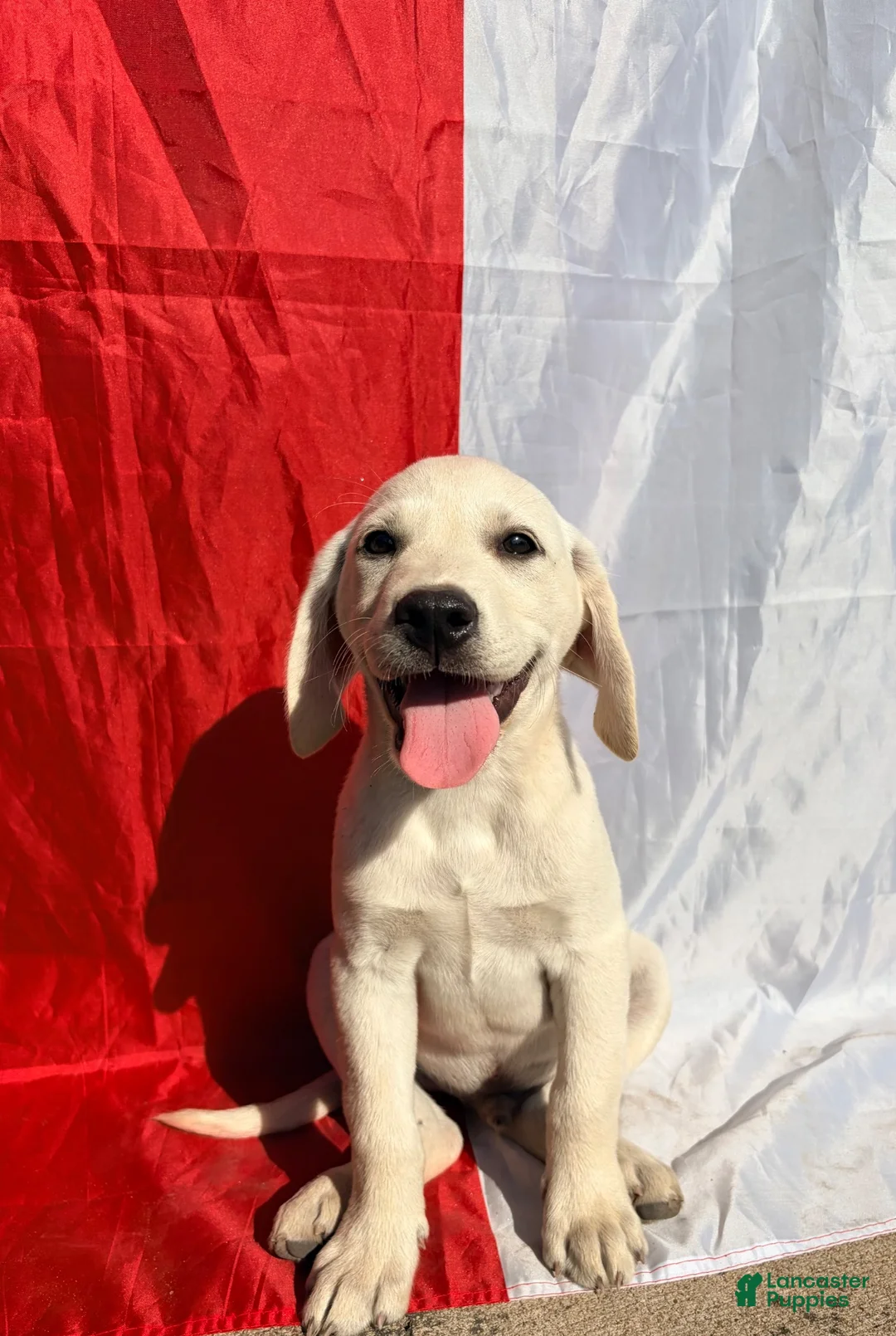 Labrador Retriever dogs for sale: Labrador Retriever 9 - Ad 2