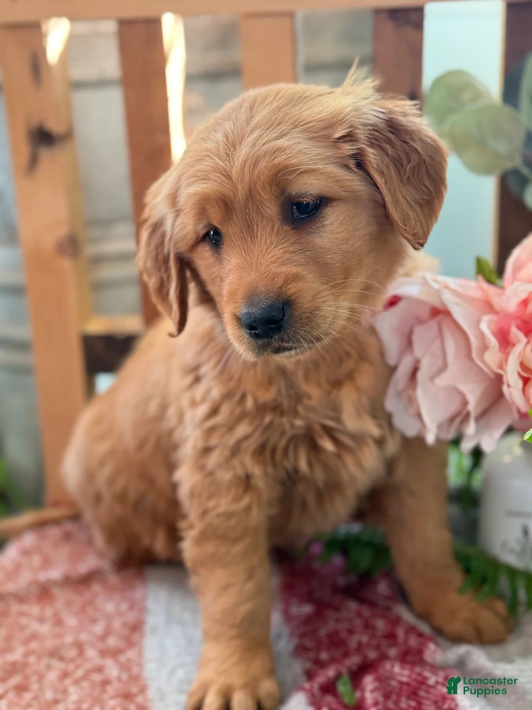 Golden Retriever dogs for sale: Ruby - Ad 3