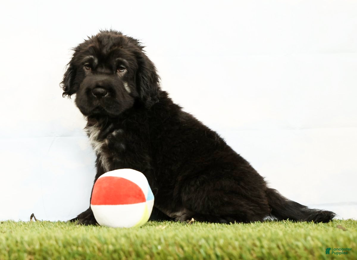 Mini Hippo dogs Nero - Ad 1
