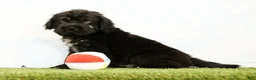 Mini Hippo dogs for sale: Nero - Ad 1