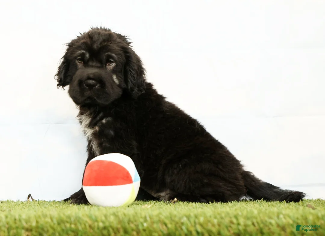 Mini Hippo dogs for sale: Nero - Ad 1