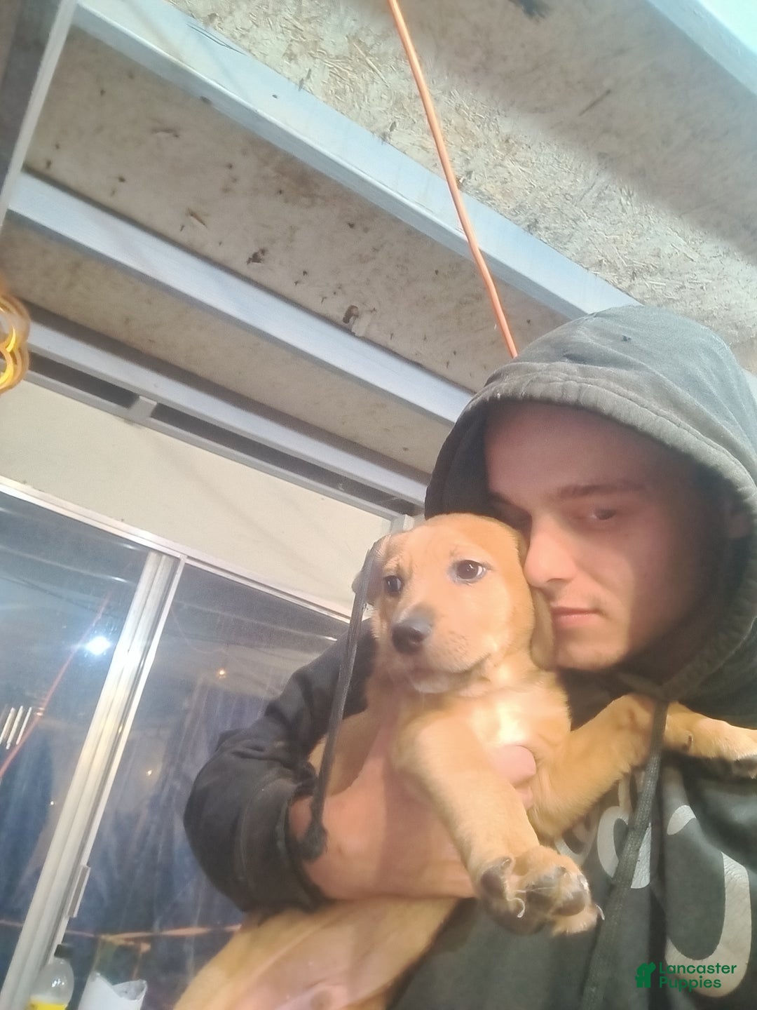 Mixed Breed dogs for sale: Spartacus - Ad 4