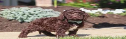 Cockapoo dogs for sale: Teddy - Ad 4