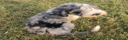 Aussiedoodle dogs for sale: Notman - Ad 6
