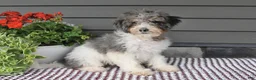 Mini Sheepadoodle dogs for sale: Sheila - Ad 3