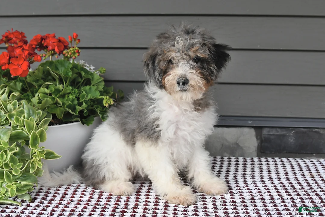Mini Sheepadoodle dogs for sale: Sheila - Ad 3
