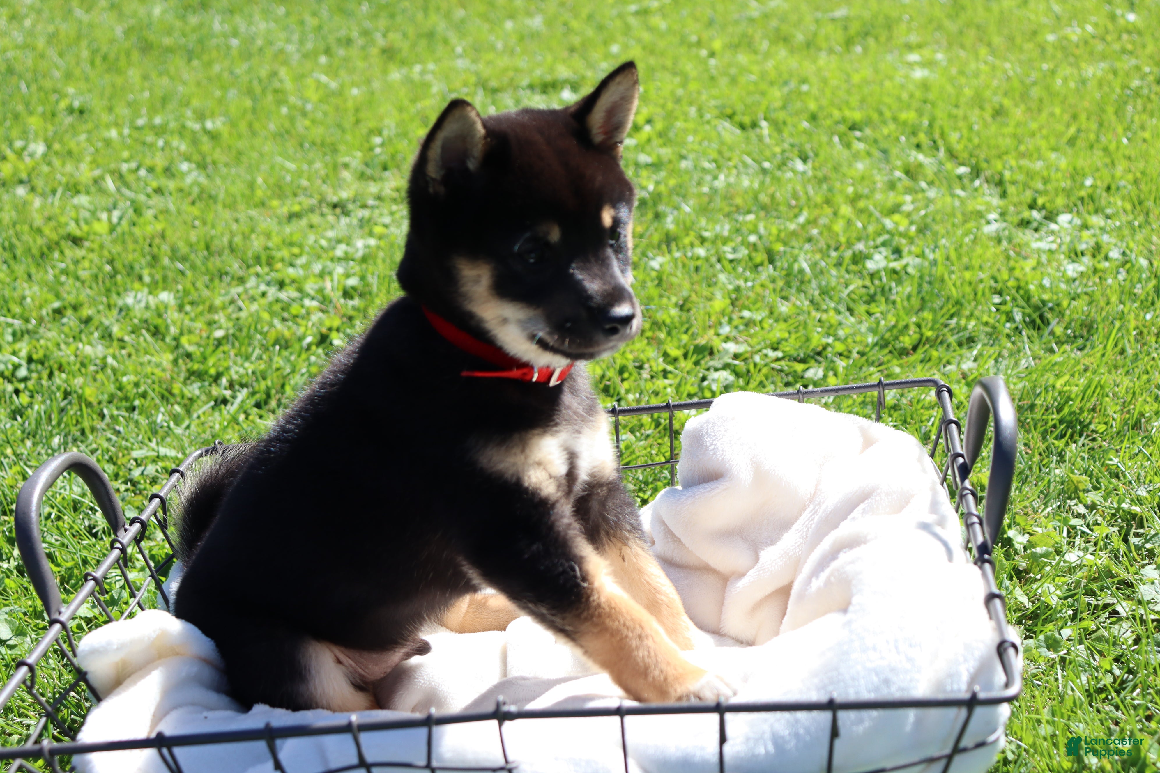 Shiba Inu dogs Teddy - Ad 1