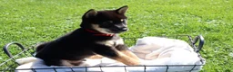 Shiba Inu dogs for sale: Teddy - Ad 1