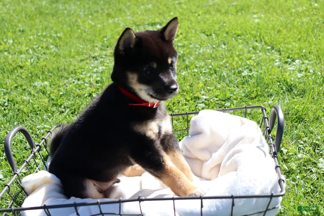 Shiba Inu dogs for sale: Teddy - Ad 1