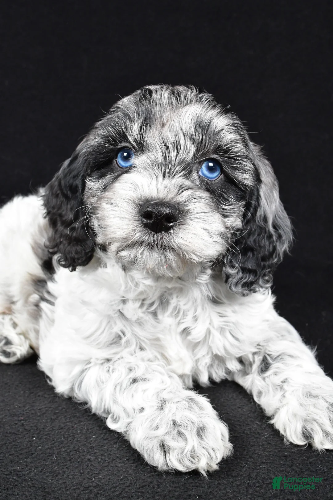 Cockapoo dogs for sale: Dante - Ad 2