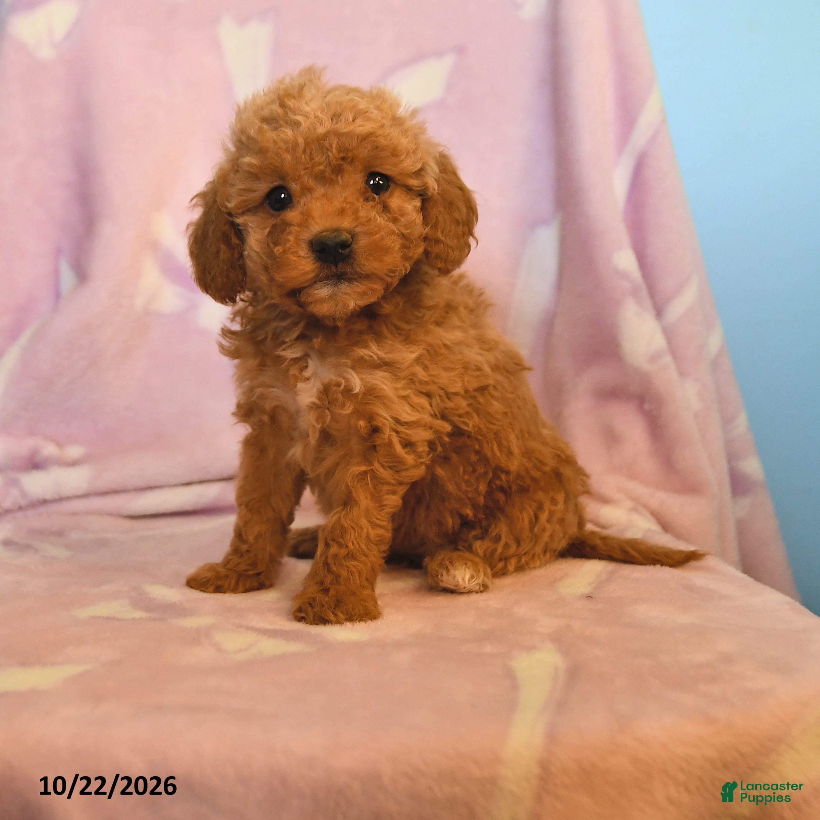 Mini Goldendoodle dogs for sale: Lady - Ad 1