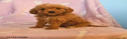 Mini Goldendoodle dogs for sale: Lady - Ad 1