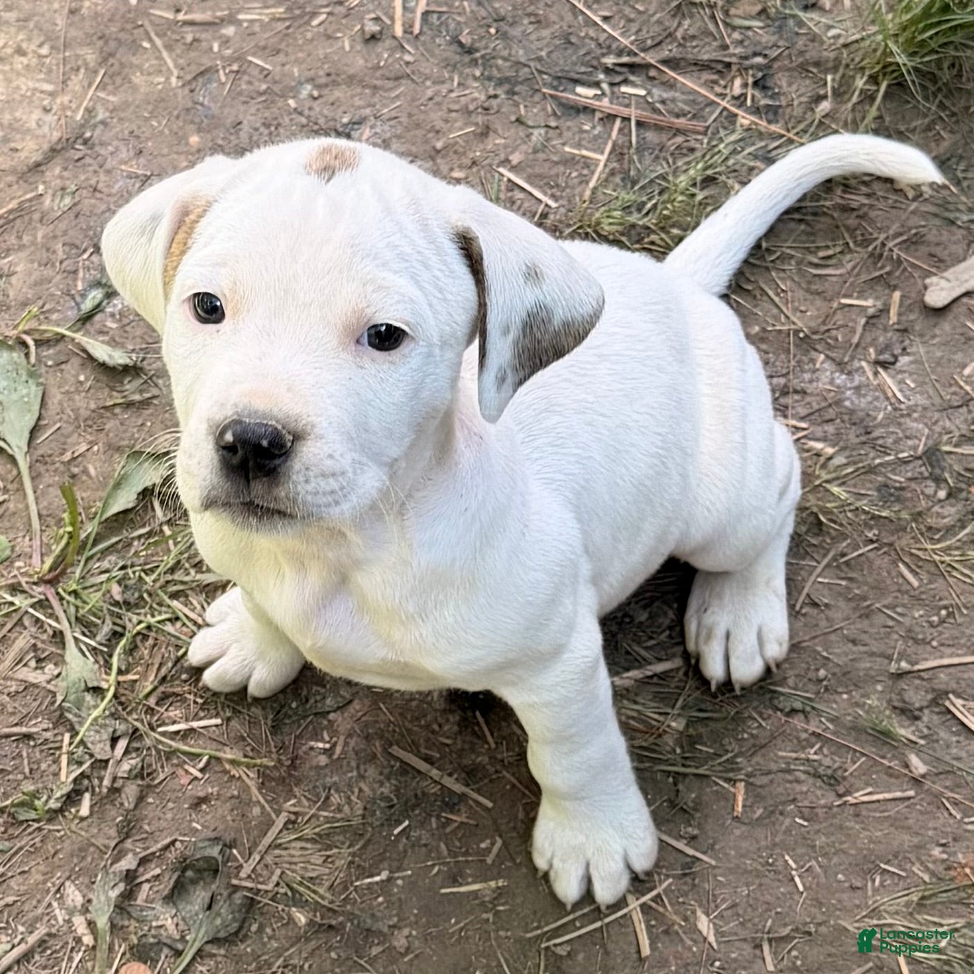 Mixed Breed dogs for sale: Simba  - Ad 2