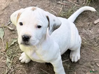 Mixed Breed dogs for sale: Simba - Ad 2