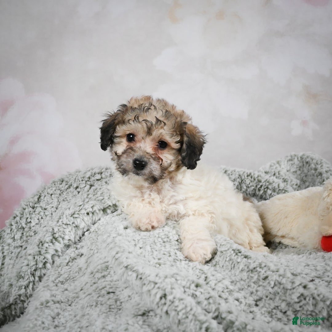 Bichpoo dogs for sale: Brady - Ad 6