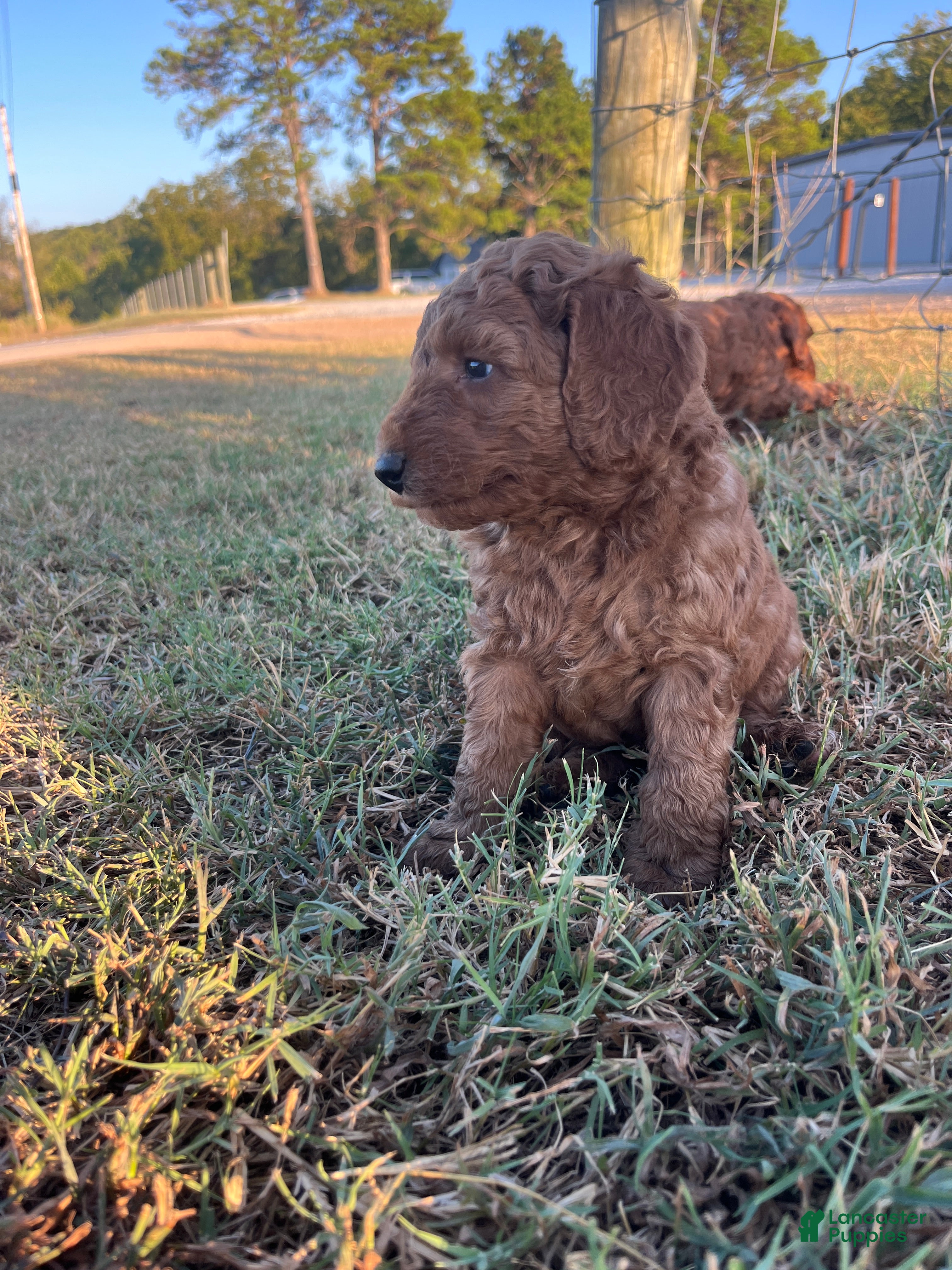 Goldendoodle dogs Ollie Medium-sized F1BB - Ad 2