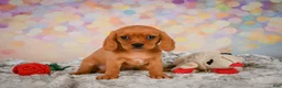 Beaglier dogs for sale: Brianna - Ad 5
