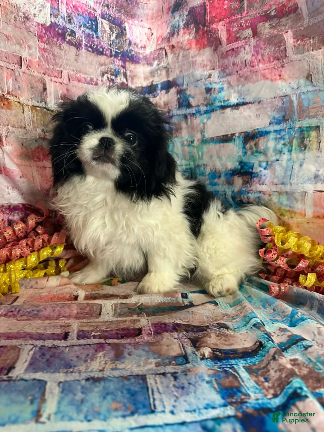 Pekingese dogs for sale: Pekingese Boy - Ad 1