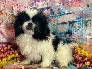 Pekingese dogs Pekingese Boy - Ad 4