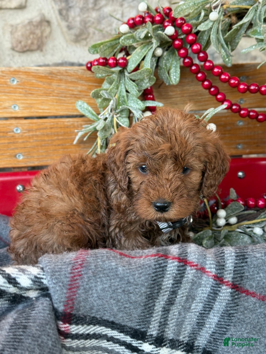 Mini Goldendoodle dogs for sale: Ilsa - Ad 2