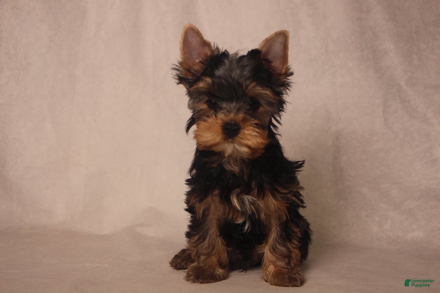 Yorkshire Terrier dogs Lanco - Ad 1