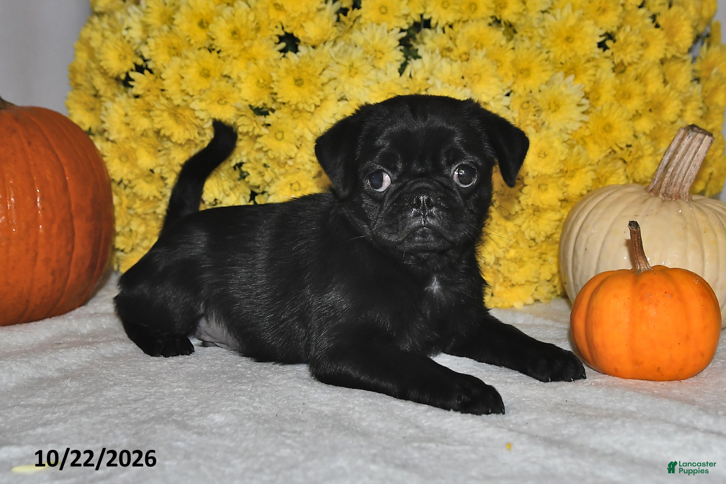 Pug dogs for sale: Shadow - Ad 1