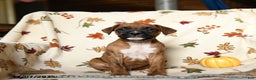Boxer dogs for sale: Baldwin - Ad 7
