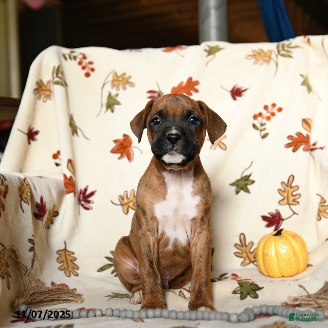 Boxer dogs for sale: Baldwin - Ad 7