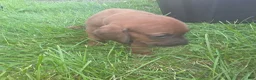 Redbone Coonhound dogs for sale: Redbone Coonhound 9(black) - Ad 20