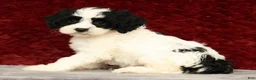 Cavapoo dogs for sale: Kimberly - Ad 6