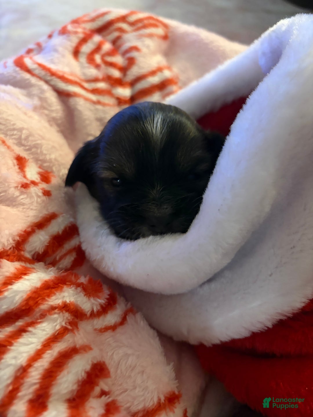 Chihuahua dogs for sale: Harold - Ad 10