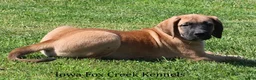 Mixed Breed dogs for sale: Mixed Breed 2 - Ad 4