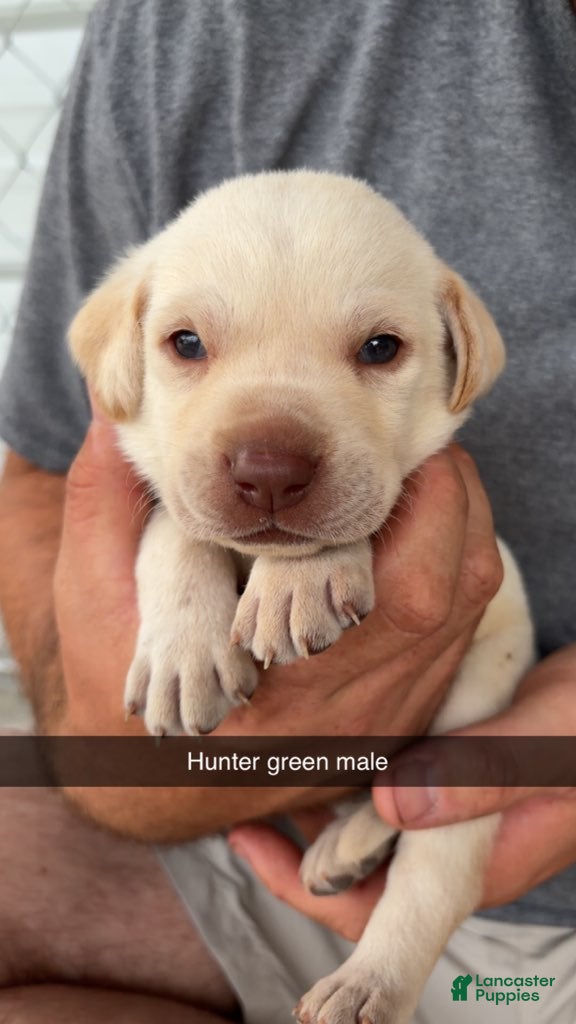 Labrador Retriever dogs Hunter Green Male - Ad 29