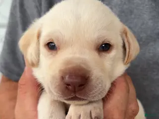 Labrador Retriever dogs Hunter Green Male - Ad 29