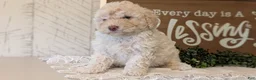 Maltipoo dogs for sale: Daisy - Ad 4