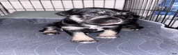 Standard Schnauzer dogs for sale: Athena (Gray) - Ad 6