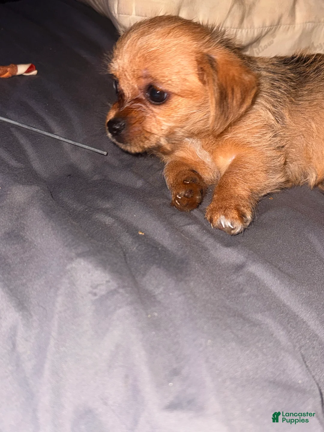 Shorkie dogs for sale: Shorkie Puppy 2 - Ad 5